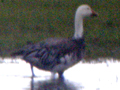 Snow Goose